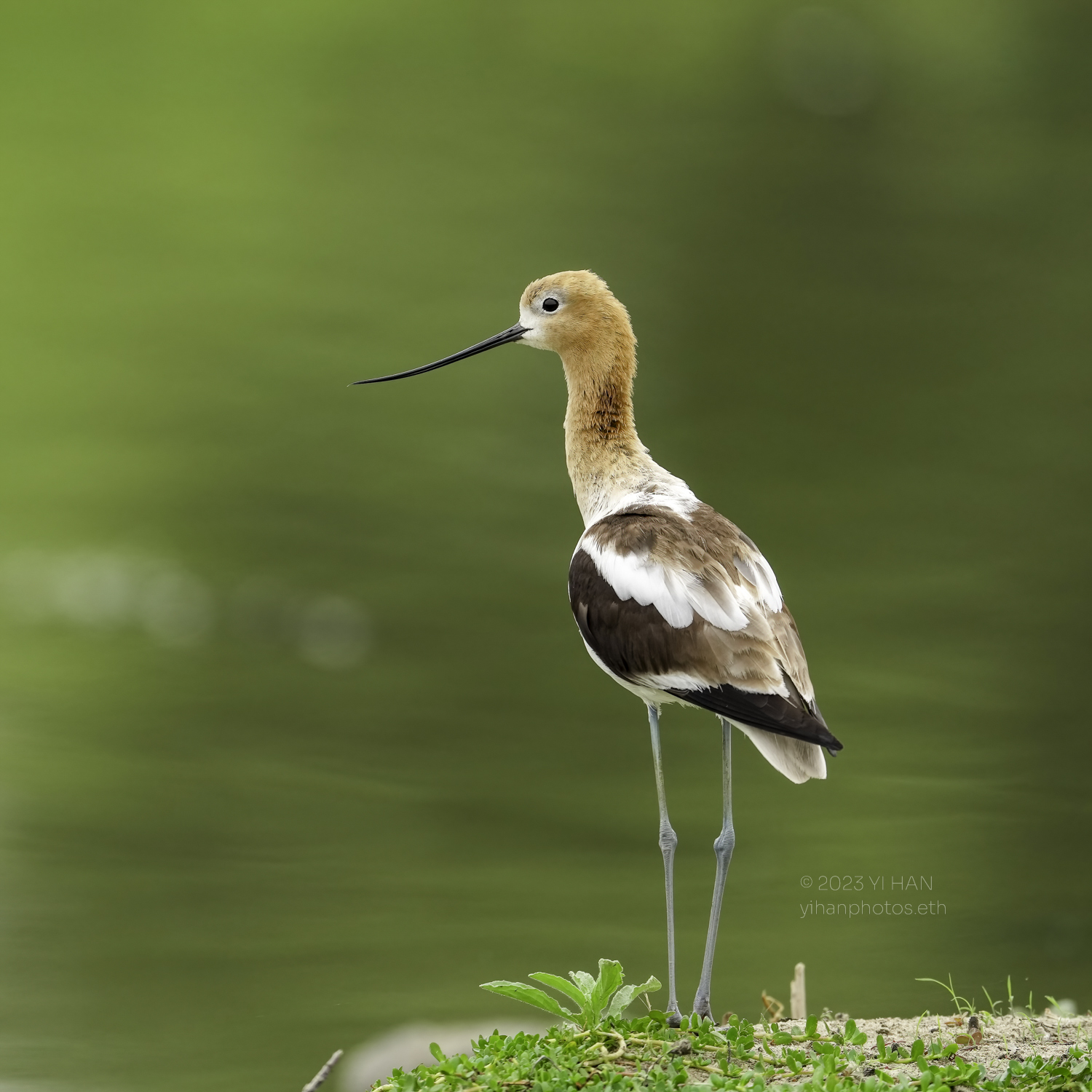 american_ avocet_3